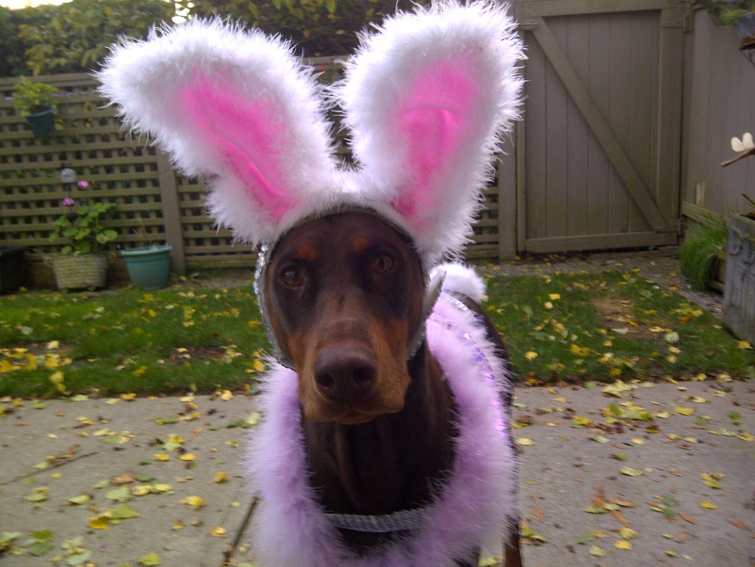 Doberman Standard Amp Health Bc Doberman Pinscher Club