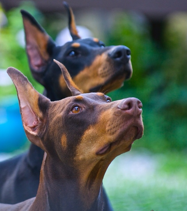Bc Doberman Pinscher Club Home
